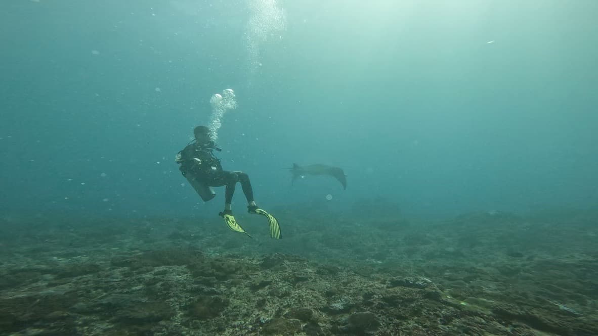 Diving with manta rays in Indonesia